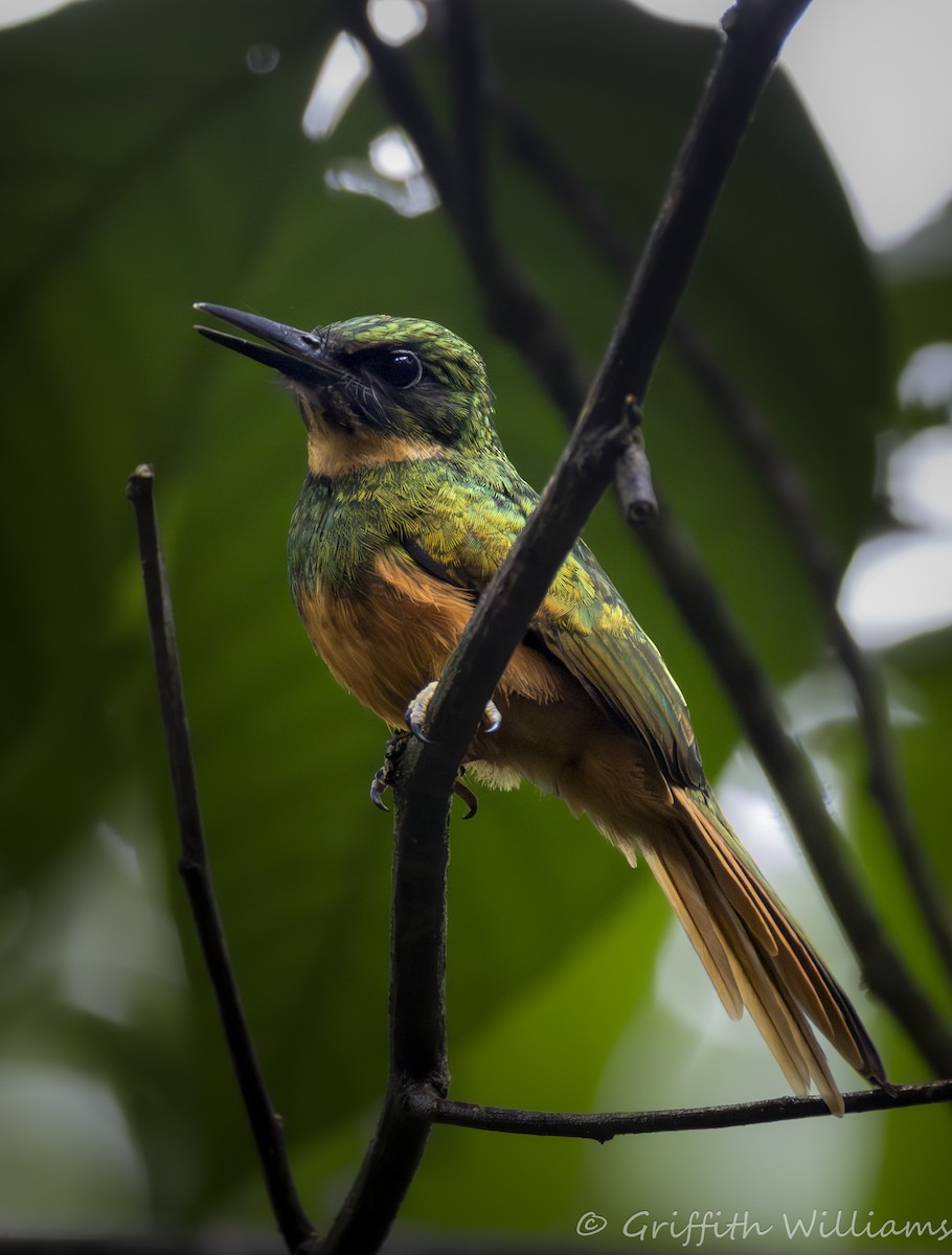 Rufous-tailed Jacamar - ML641464467