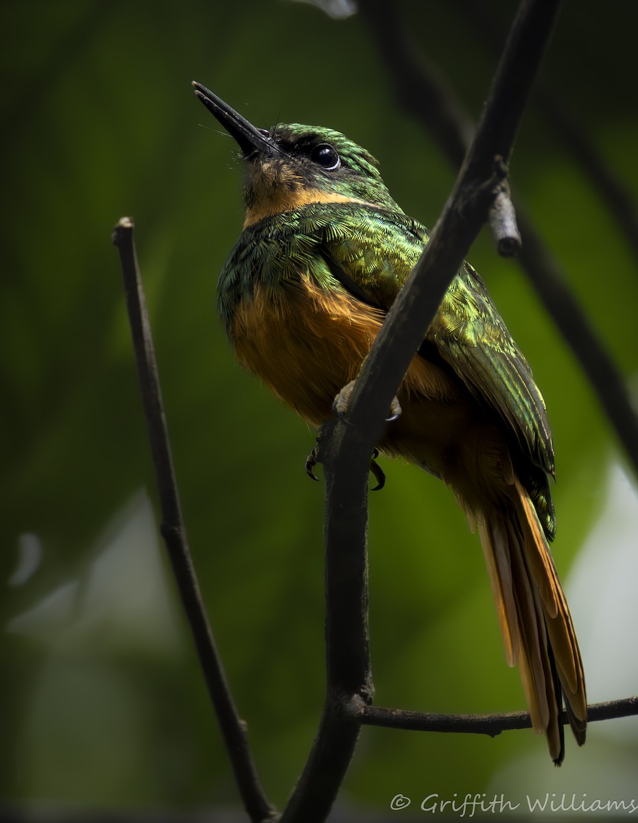 Rufous-tailed Jacamar - ML641464471