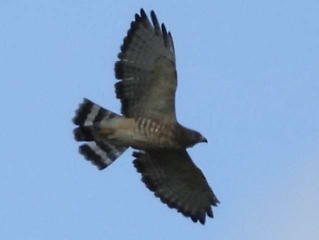 Broad-winged Hawk - ML641464474