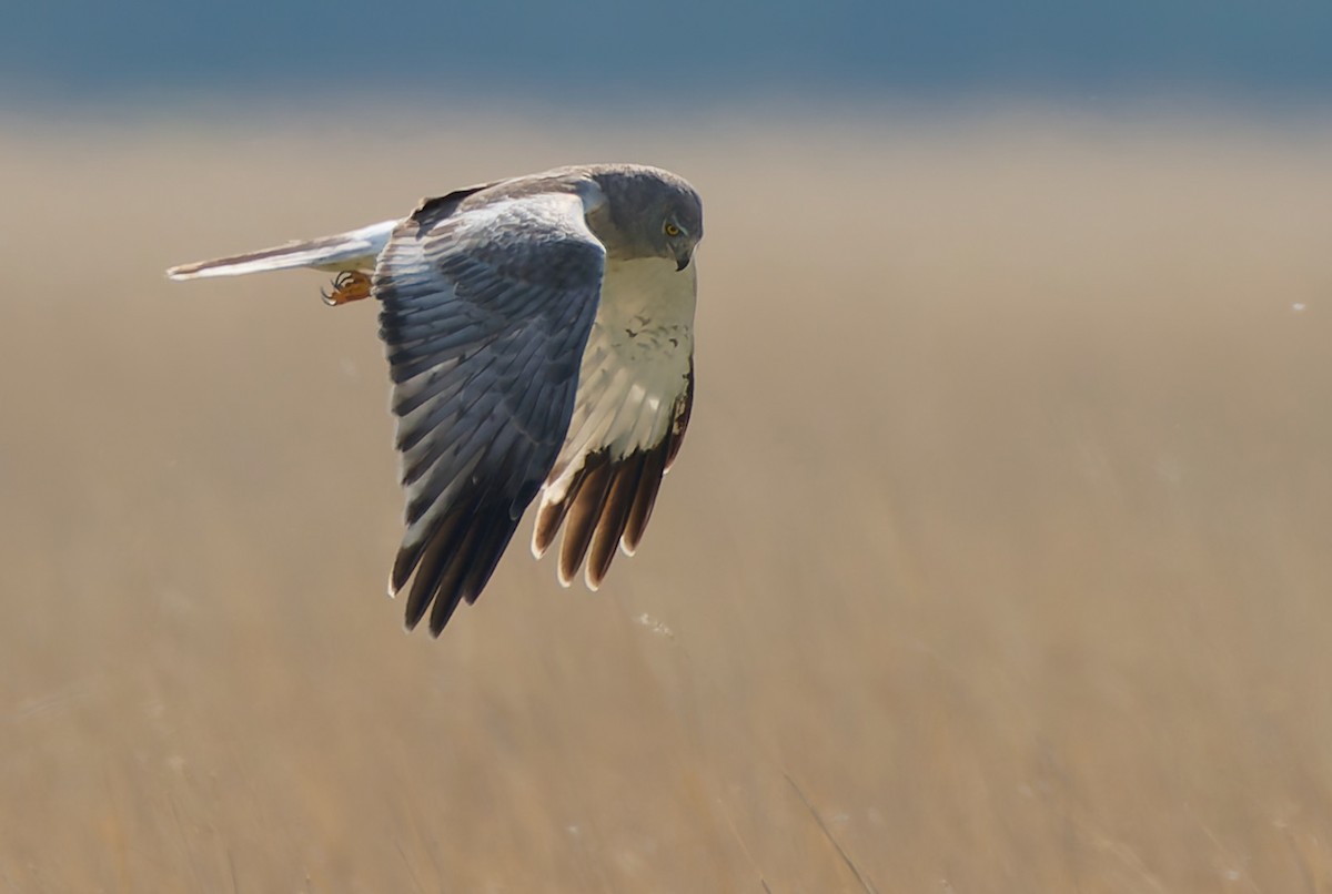 Northern Harrier - ML641464484