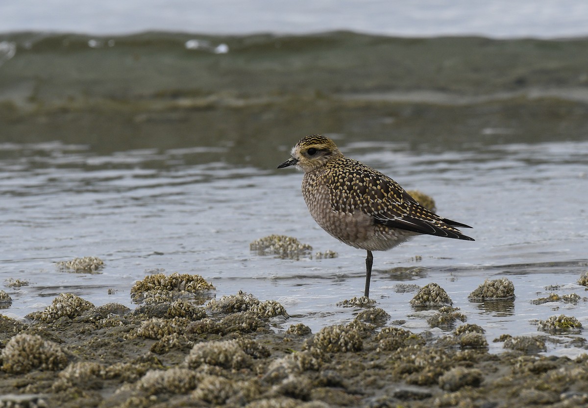 アメリカムナグロ／ムナグロ - ML641464486