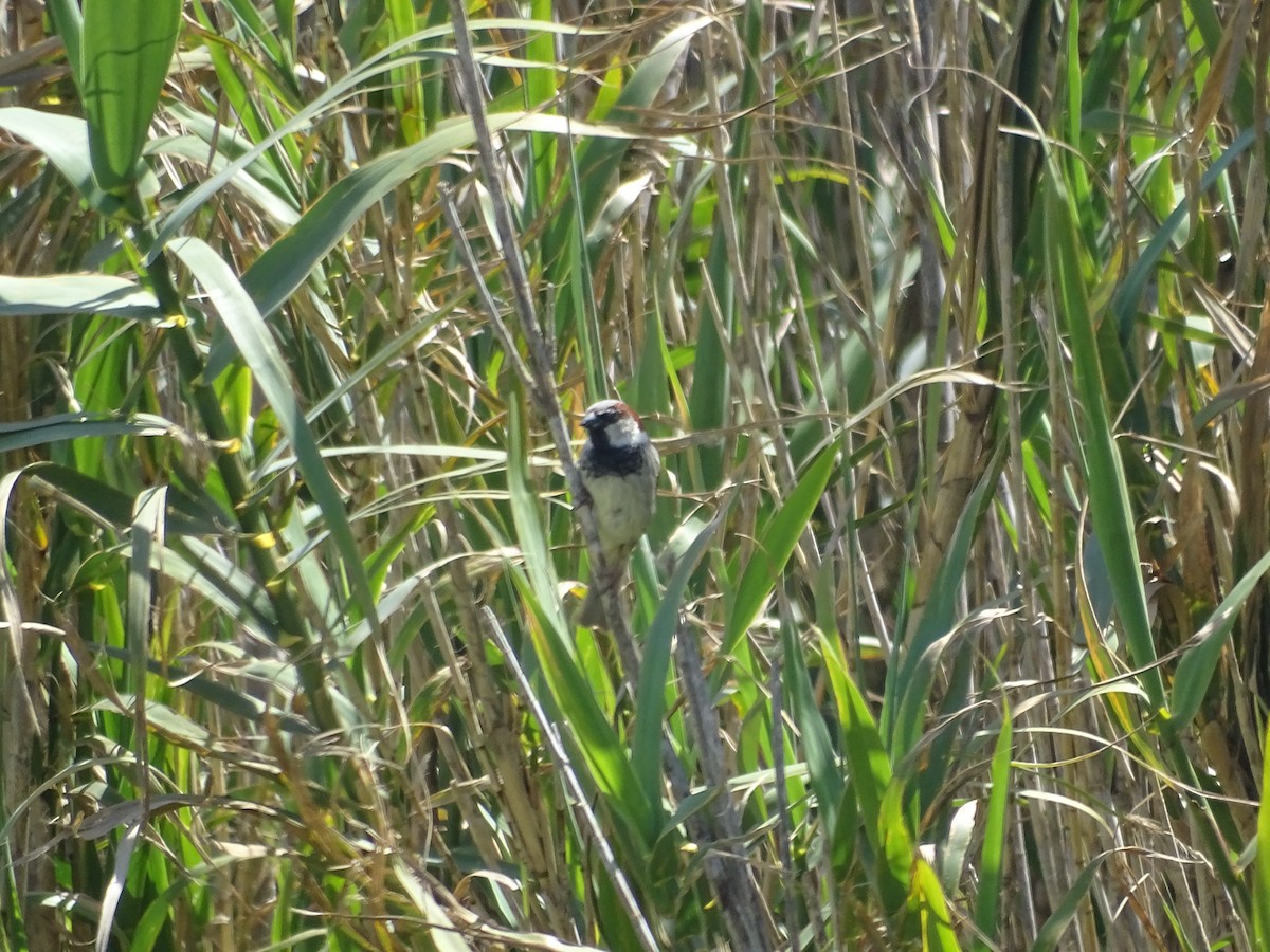 Moineau domestique - ML641464489