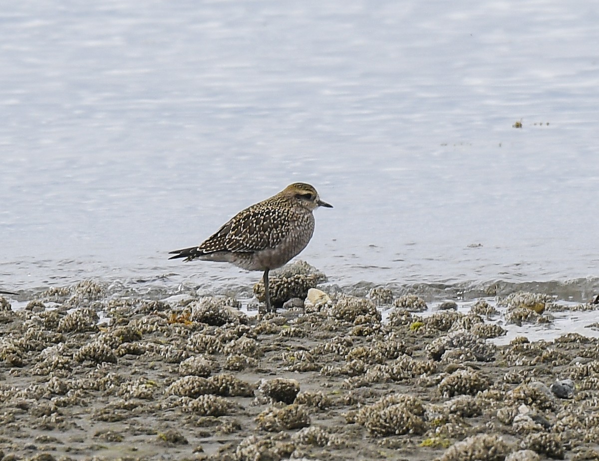 アメリカムナグロ／ムナグロ - ML641464496