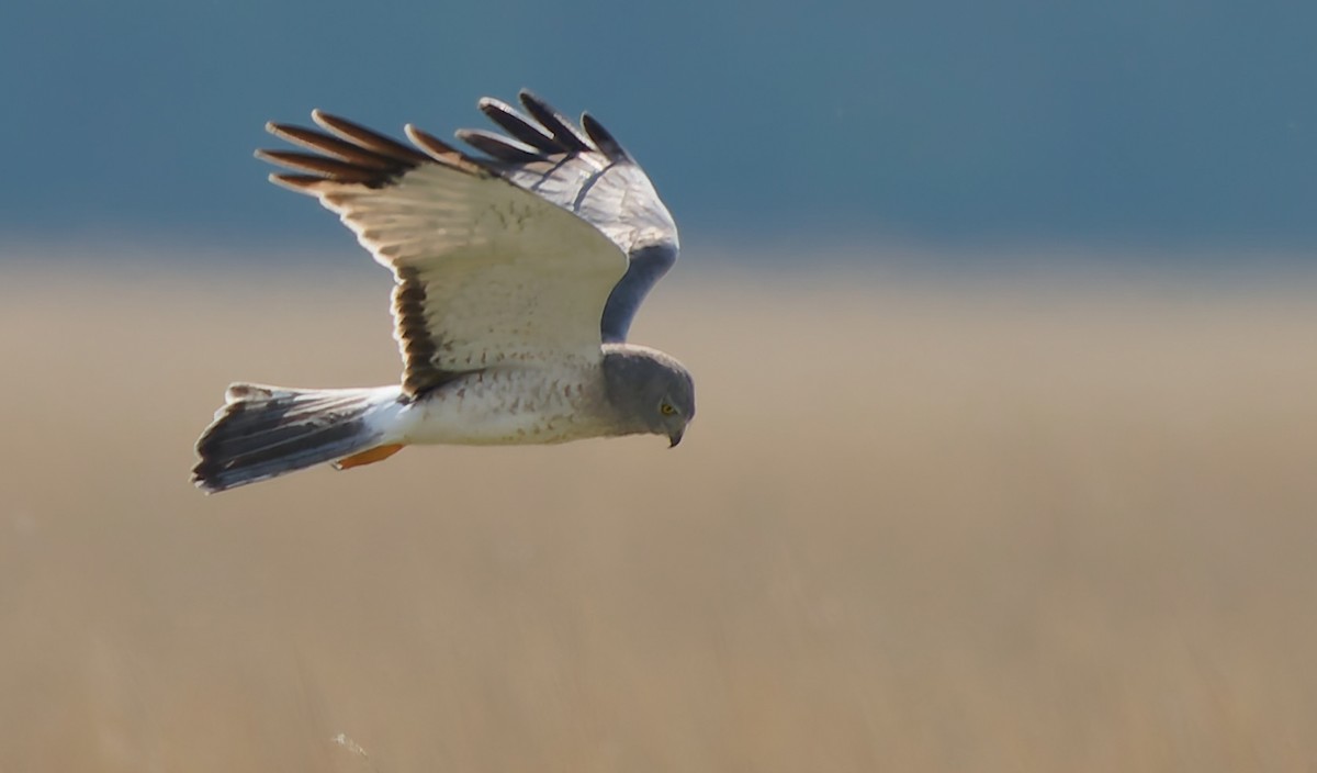 Northern Harrier - ML641464510