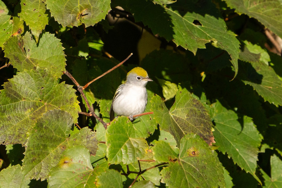 Chestnut-sided Warbler - ML641464541