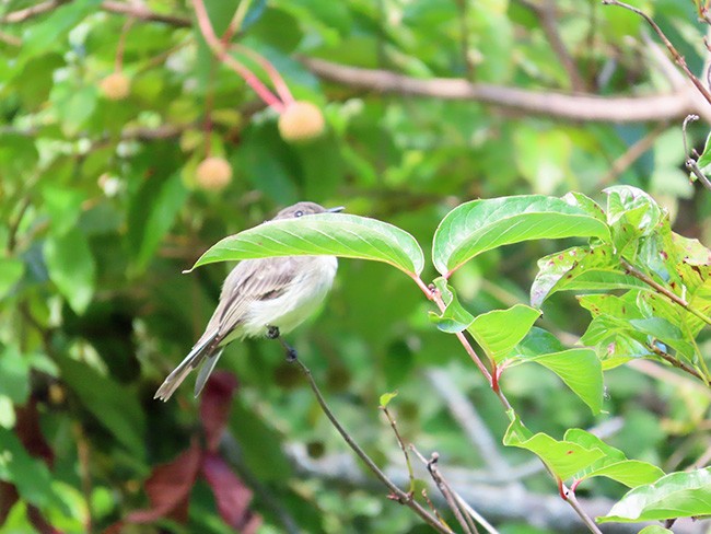 Eastern Phoebe - ML641464542
