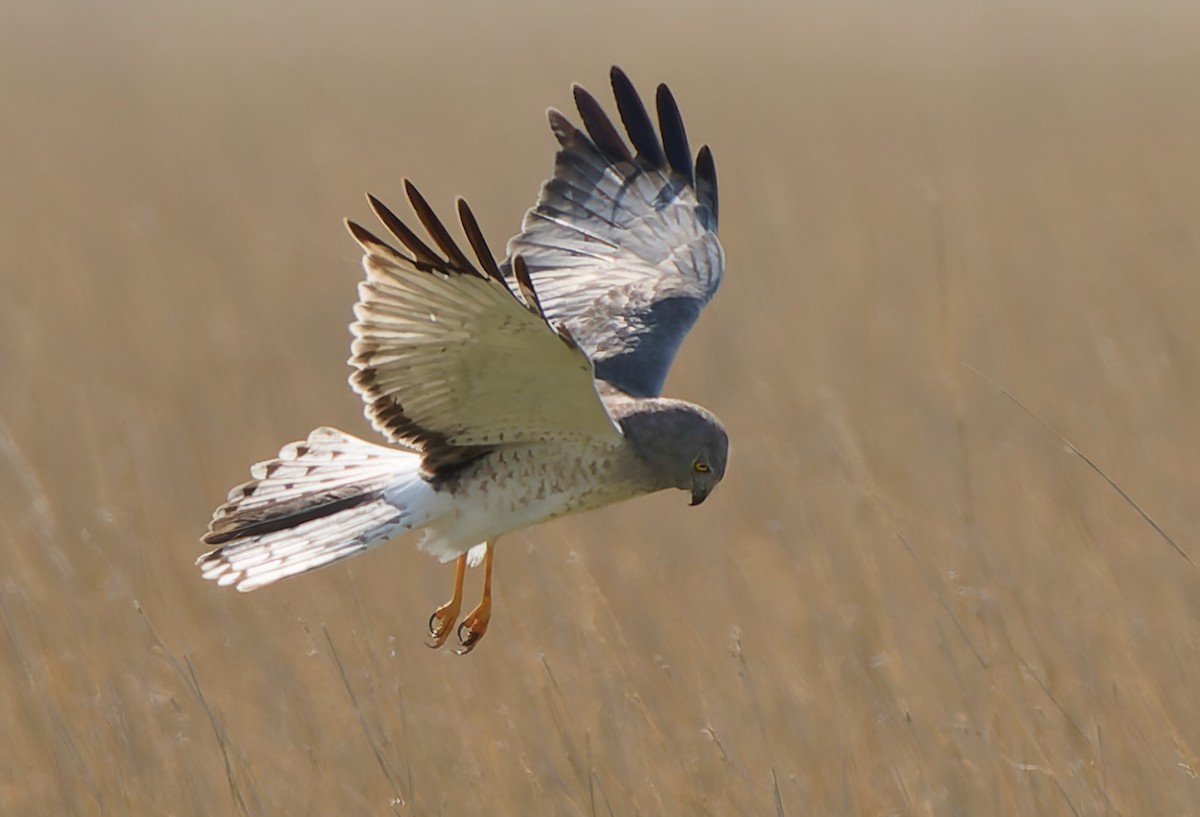 Northern Harrier - ML641464549