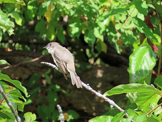 Eastern Phoebe - ML641464550