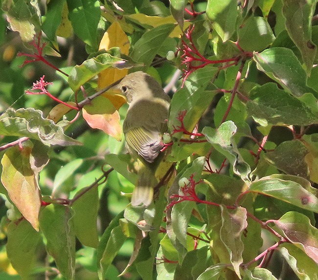 Nashville Warbler - ML641464563