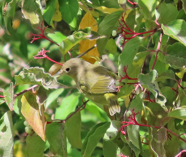 Nashville Warbler - ML641464571