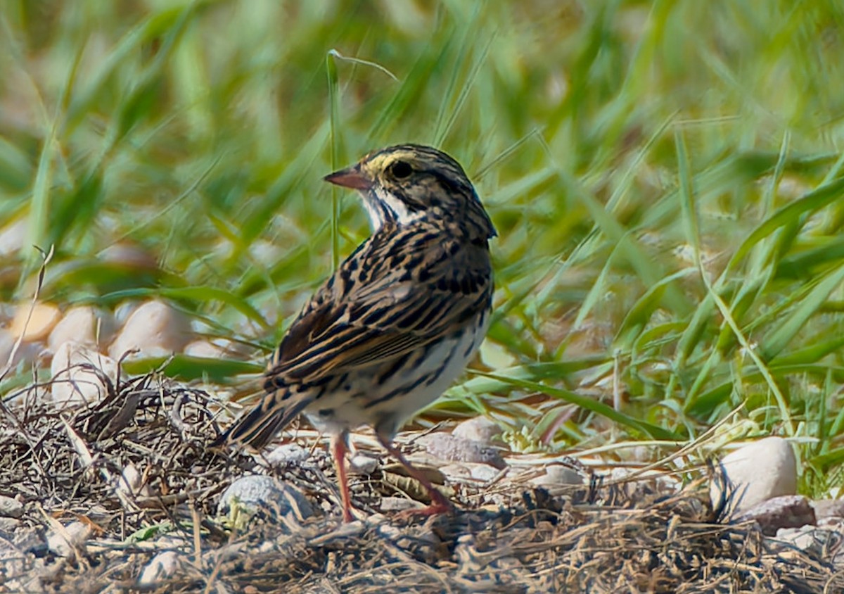 Savannah Sparrow - ML641464621