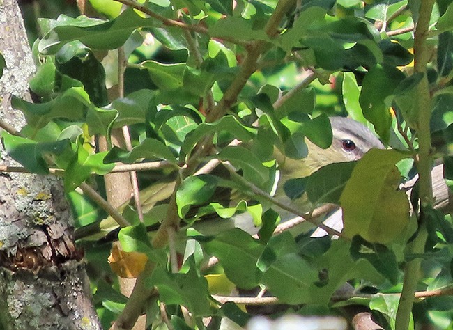 Red-eyed Vireo - ML641464633
