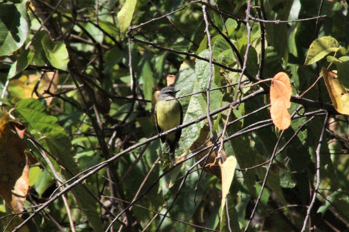 Sooty-headed Tyrannulet - ML641464640
