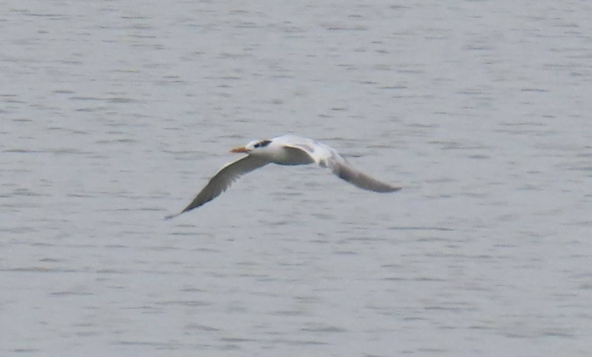 Royal Tern - ML641464646