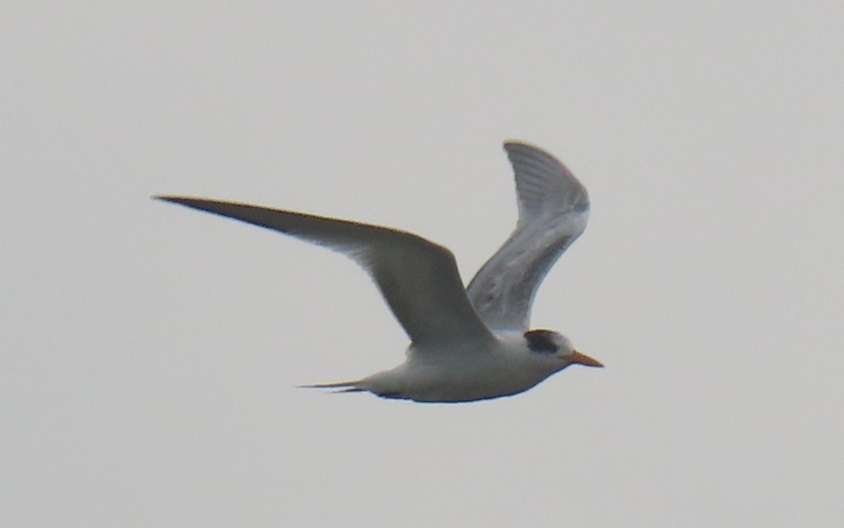 Royal Tern - ML641464657