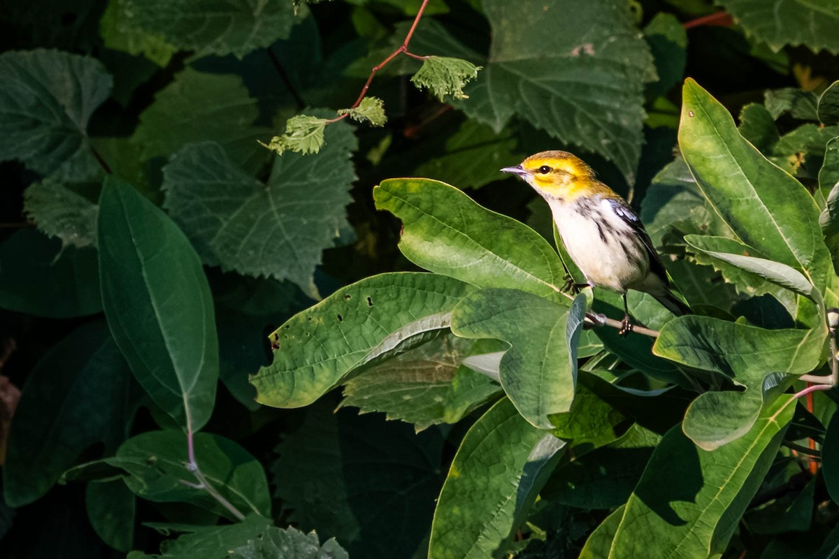 Black-throated Green Warbler - ML641464672