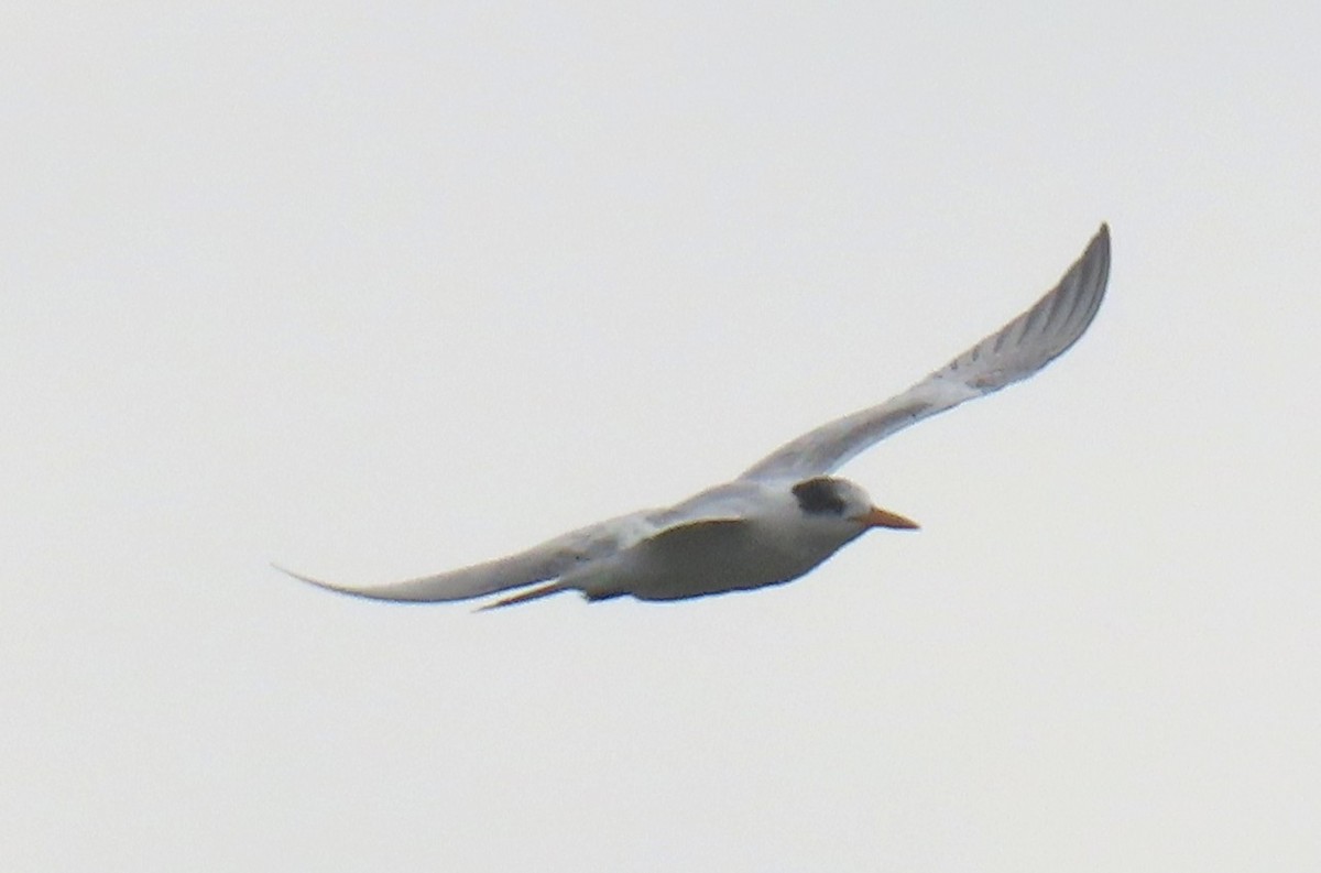Royal Tern - ML641464673