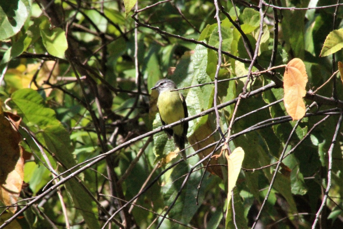 Sooty-headed Tyrannulet - ML641464676