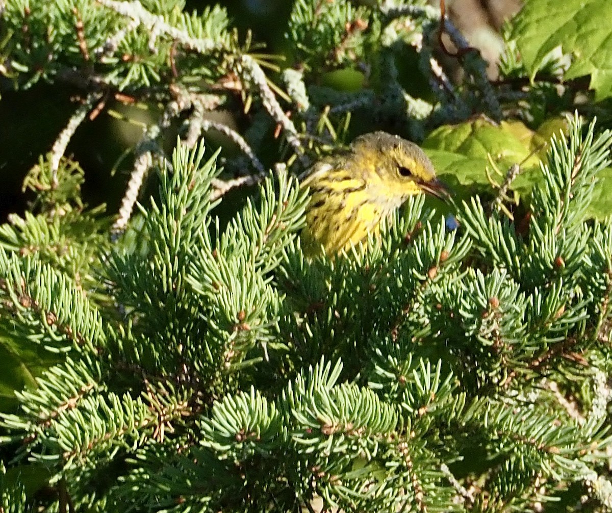 brunkinnparula - ML641464688