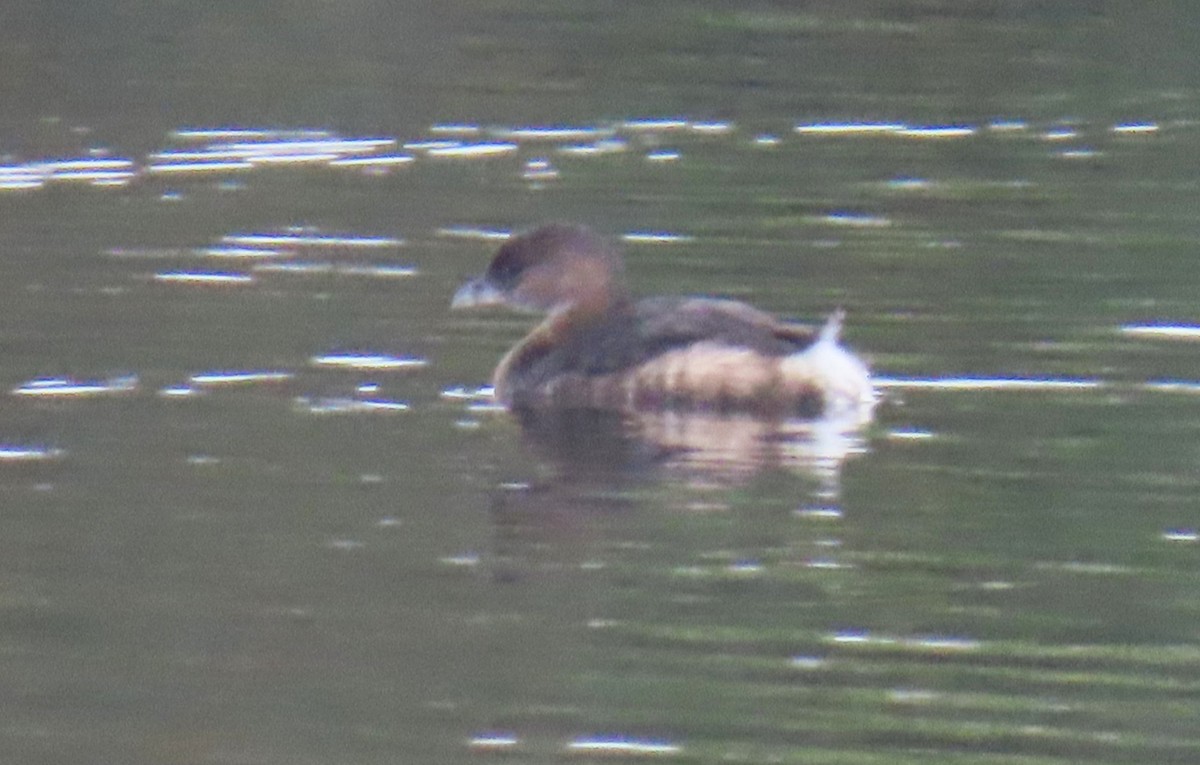 Pied-billed Grebe - ML641464703