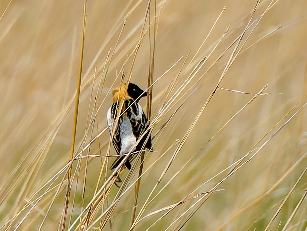 Bobolink - ML641464718