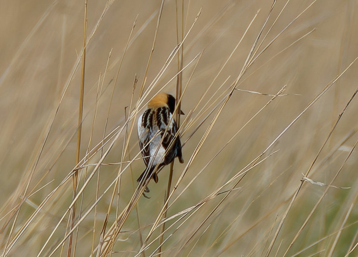 Bobolink - ML641464725