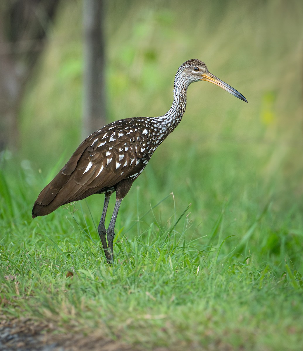 Limpkin - ML641464787