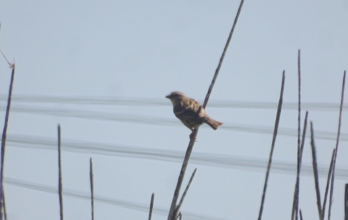 Spanish Sparrow - ML641464788