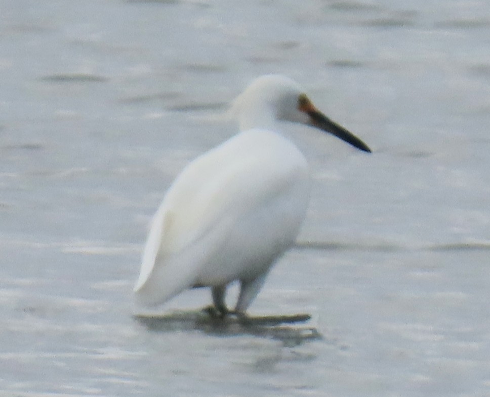 Snowy Egret - ML641464795