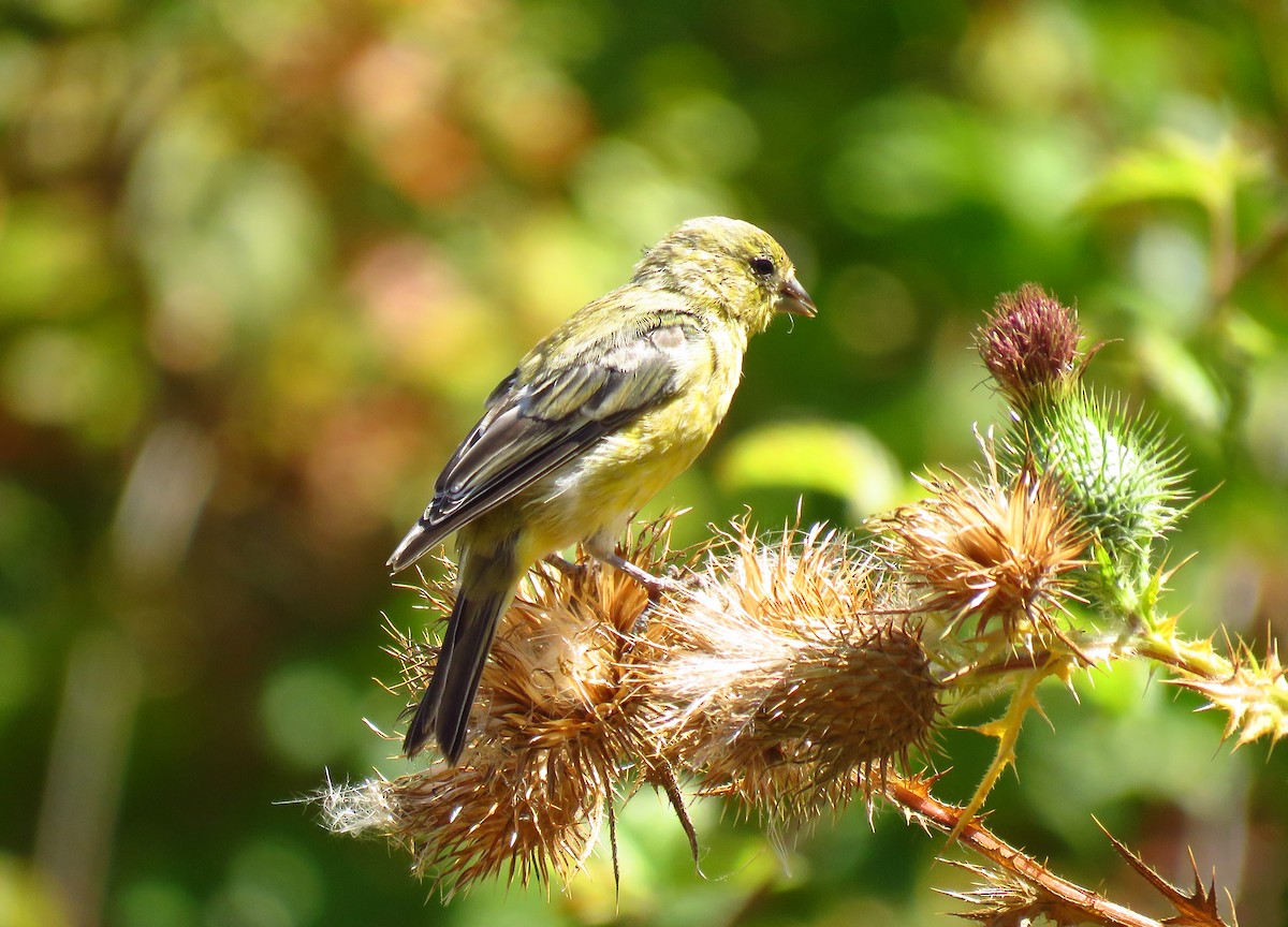 Lesser Goldfinch - ML641464798