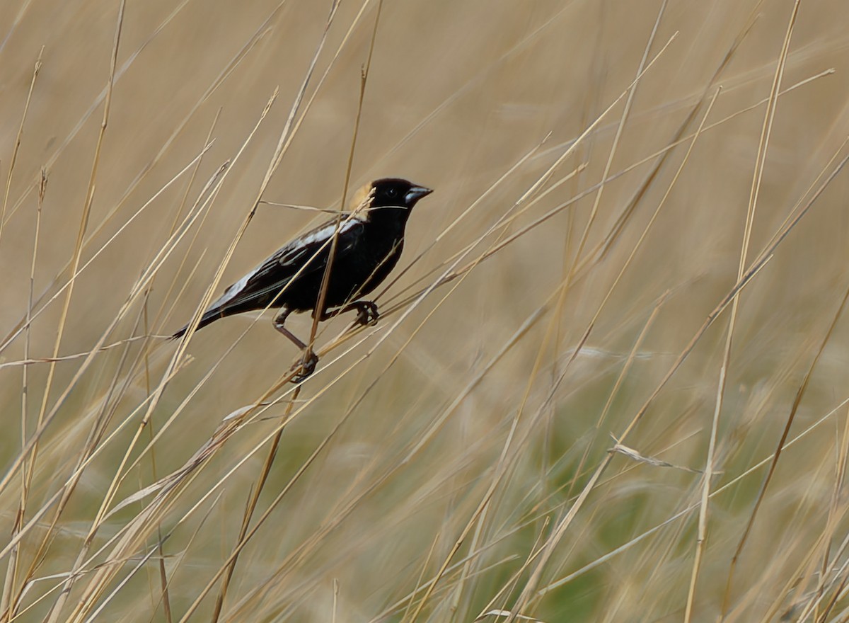 Bobolink - ML641464803
