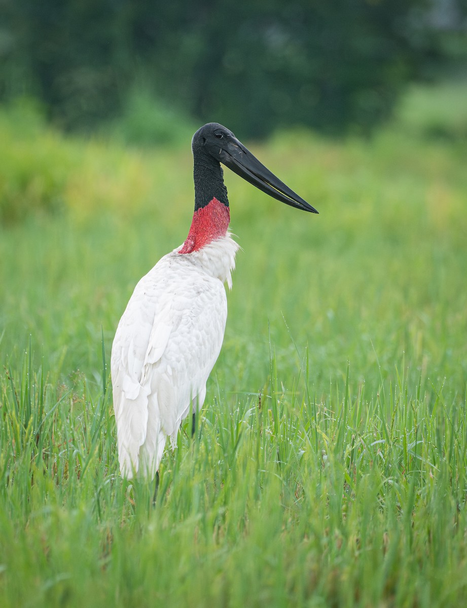 Jabiru - ML641464804