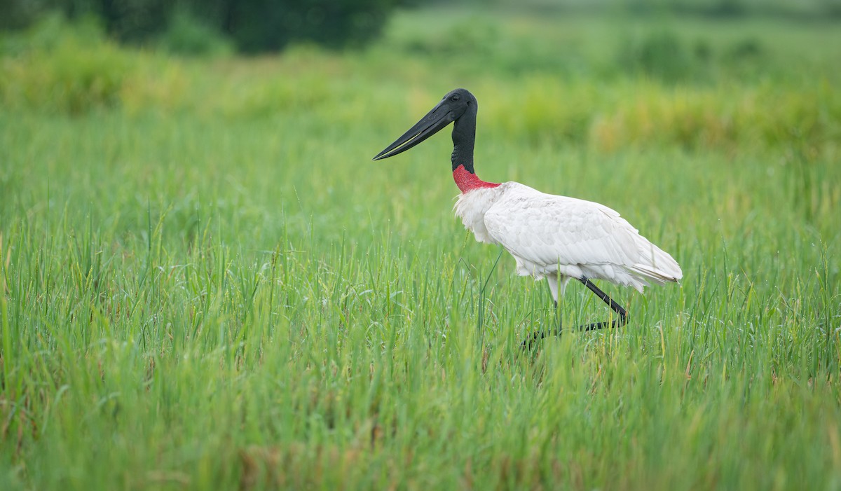 Jabiru - ML641464806