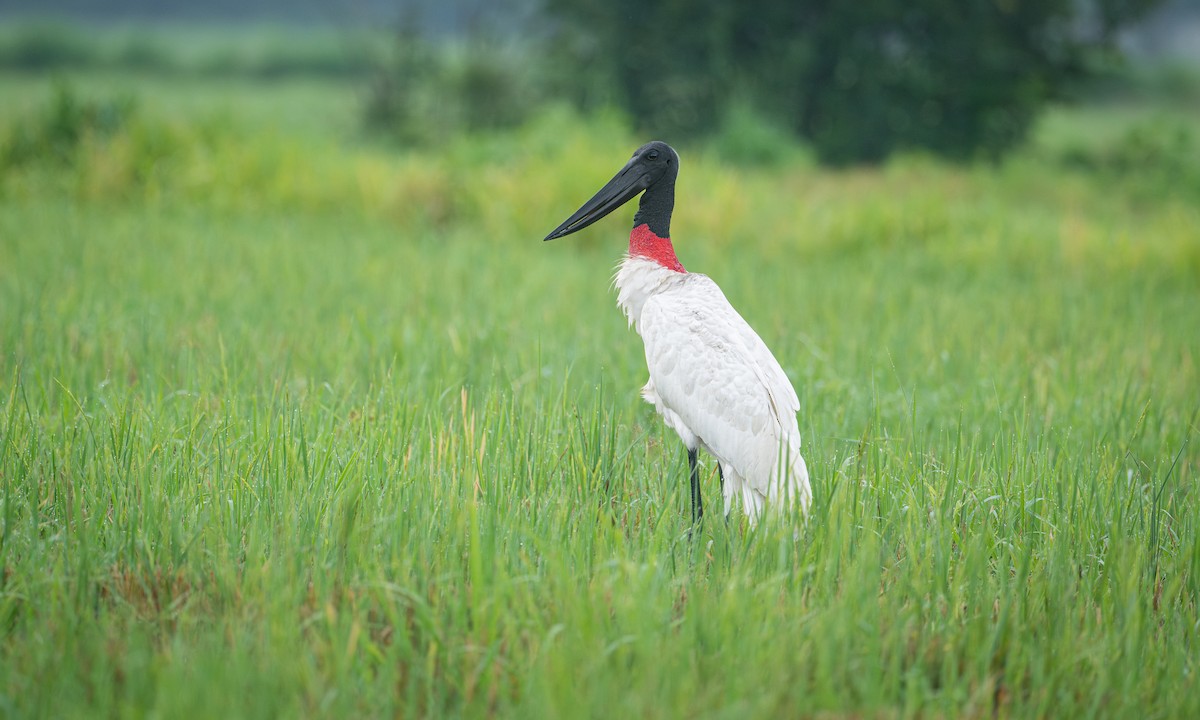 Jabiru - ML641464808