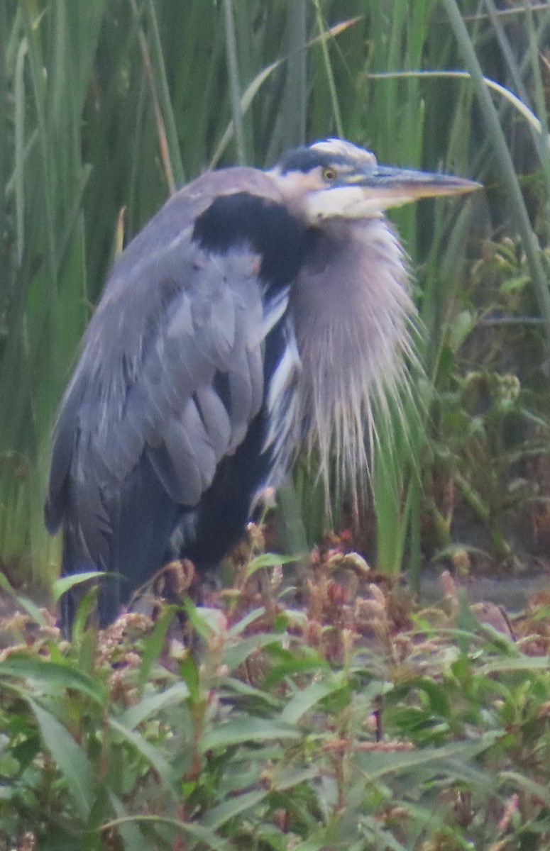Great Blue Heron - ML641464817