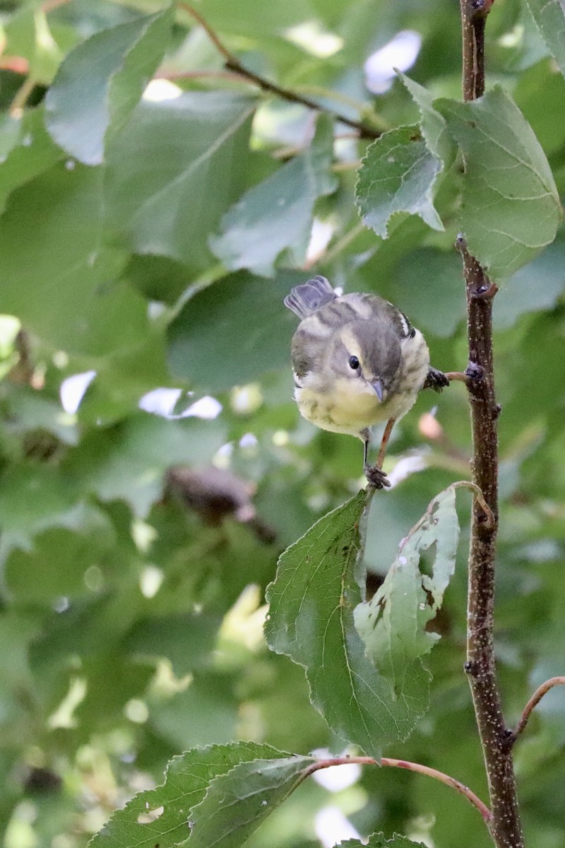 Blackburnian Warbler - ML641464827