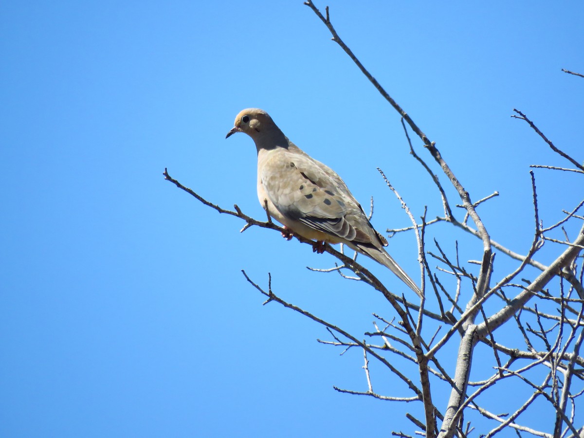 Mourning Dove - ML641464828