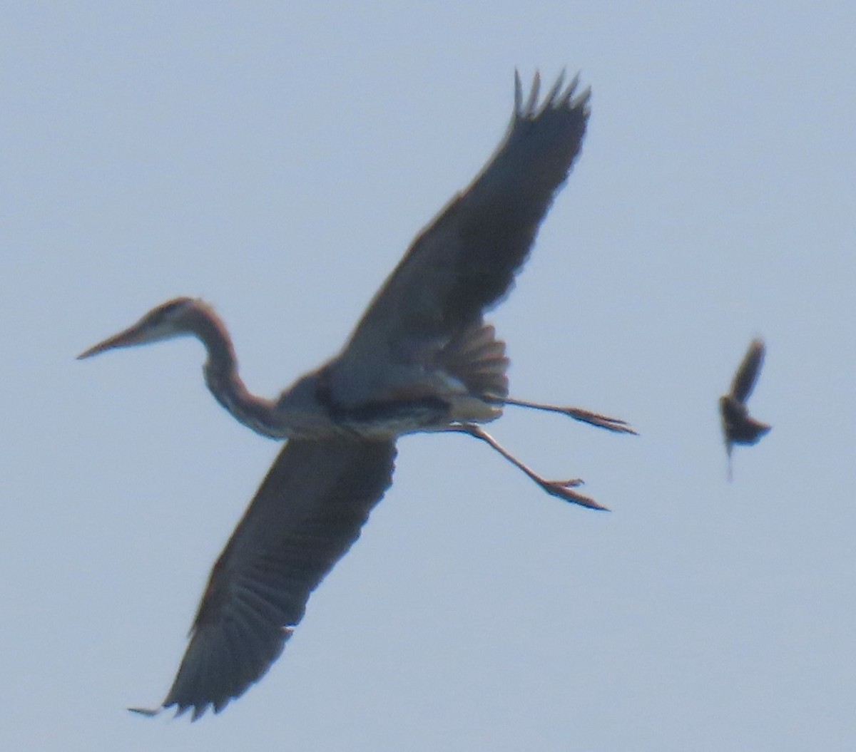 Great Blue Heron - ML641464834