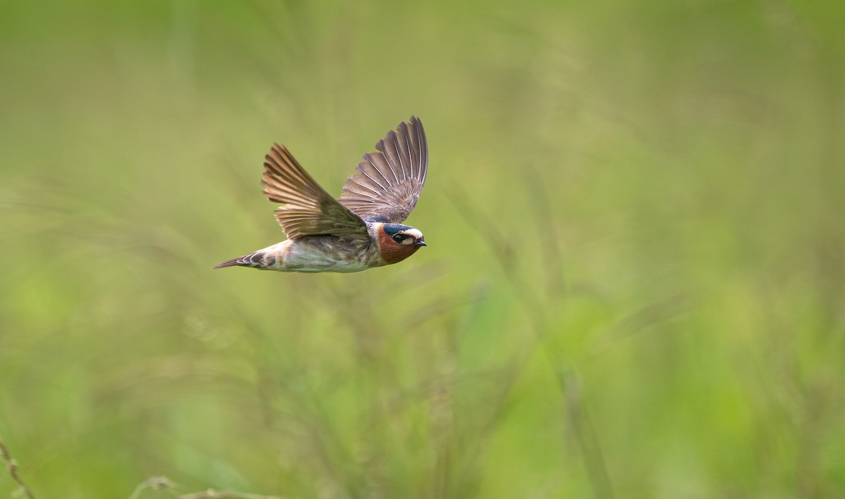 Cliff Swallow - ML641464843