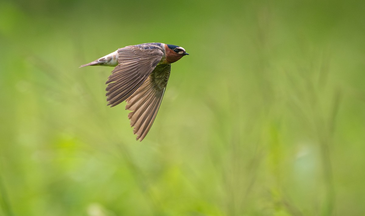 Cliff Swallow - ML641464845