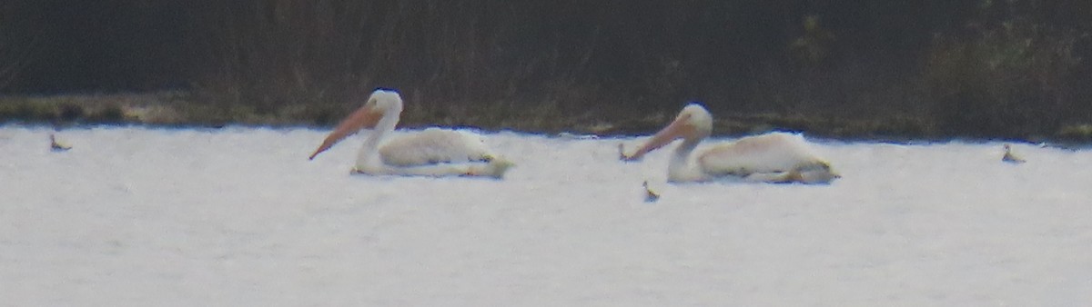 American White Pelican - ML641464853