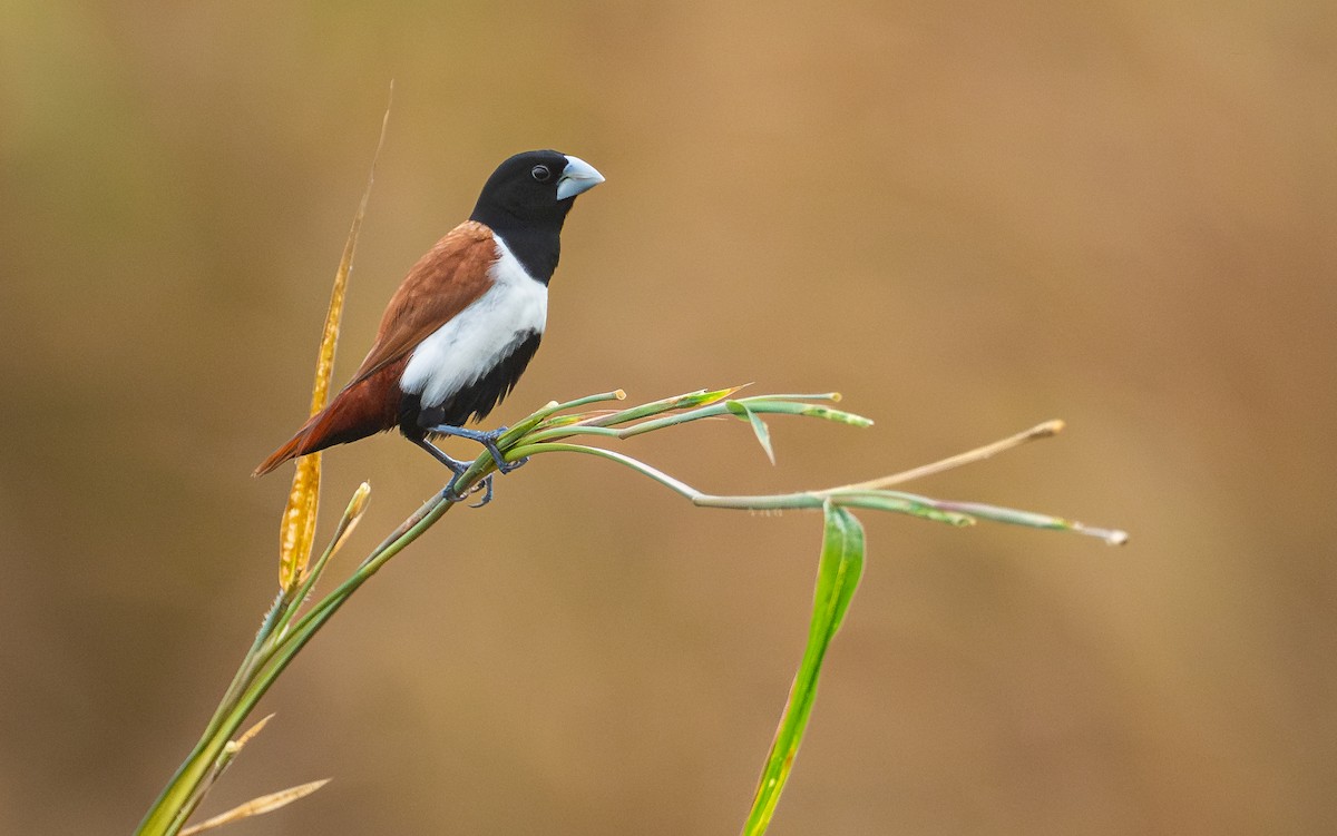 Tricolored Munia - ML641464854