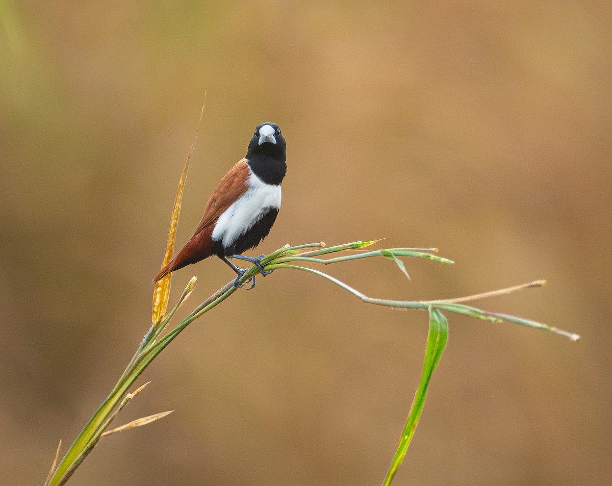 Tricolored Munia - ML641464855