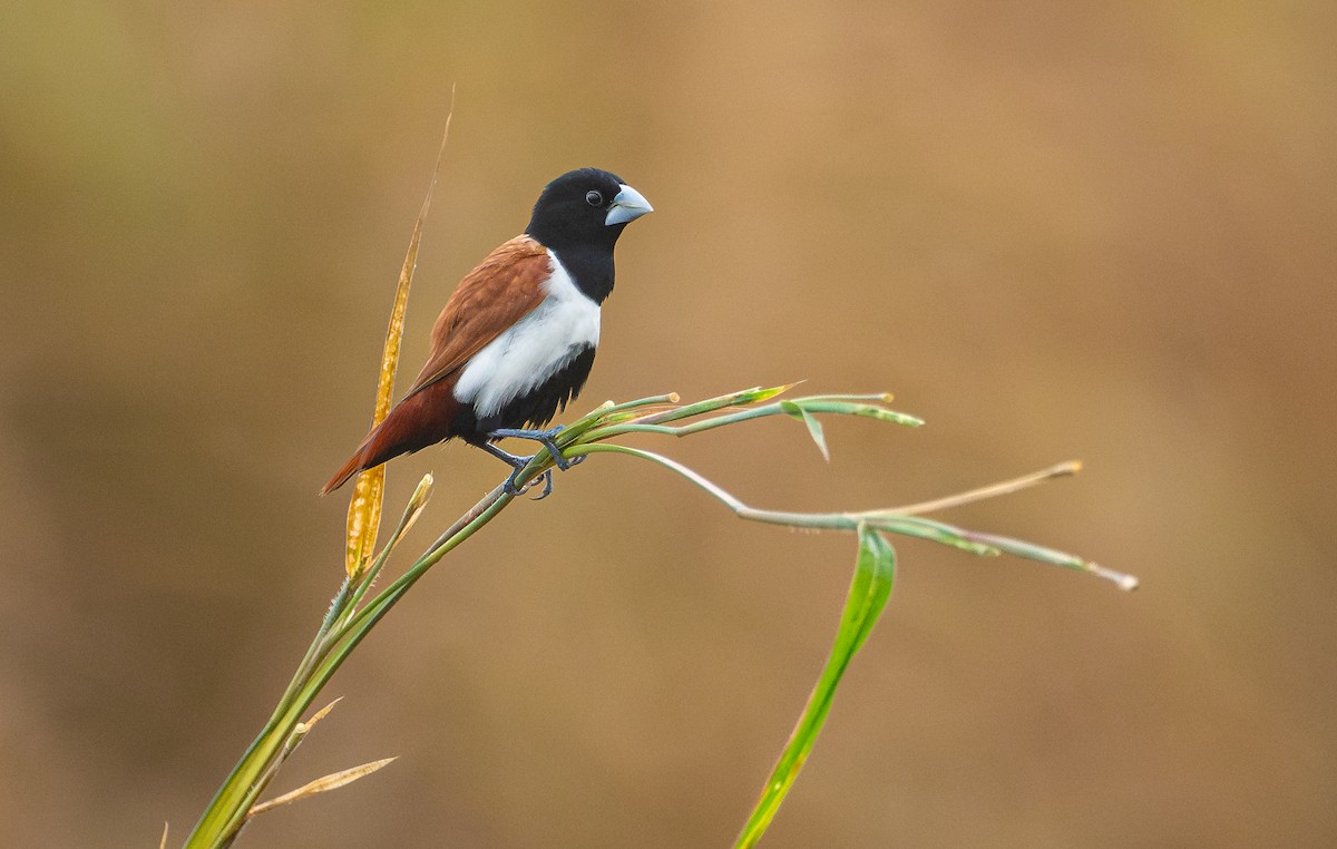 Tricolored Munia - ML641464856