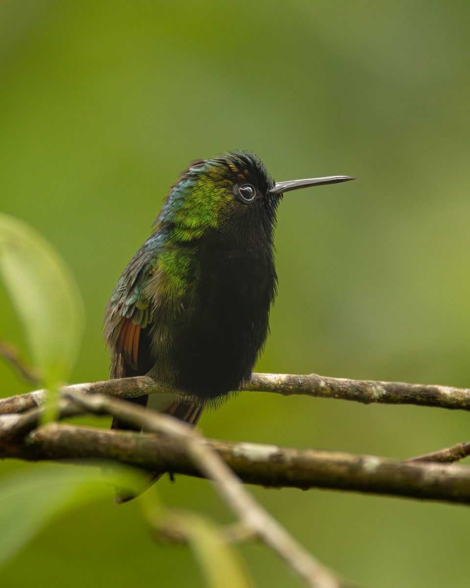 Black-bellied Hummingbird - ML641464872