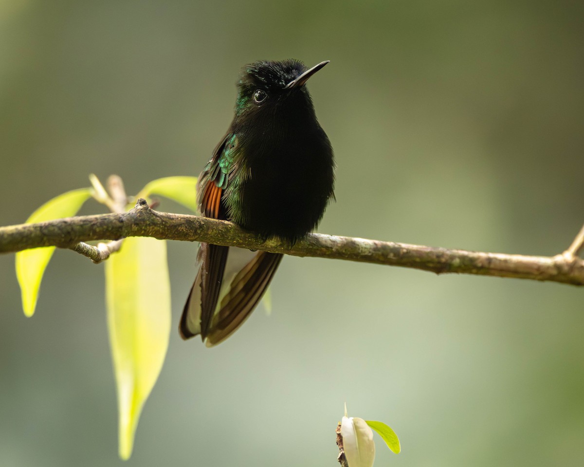 Black-bellied Hummingbird - ML641464873