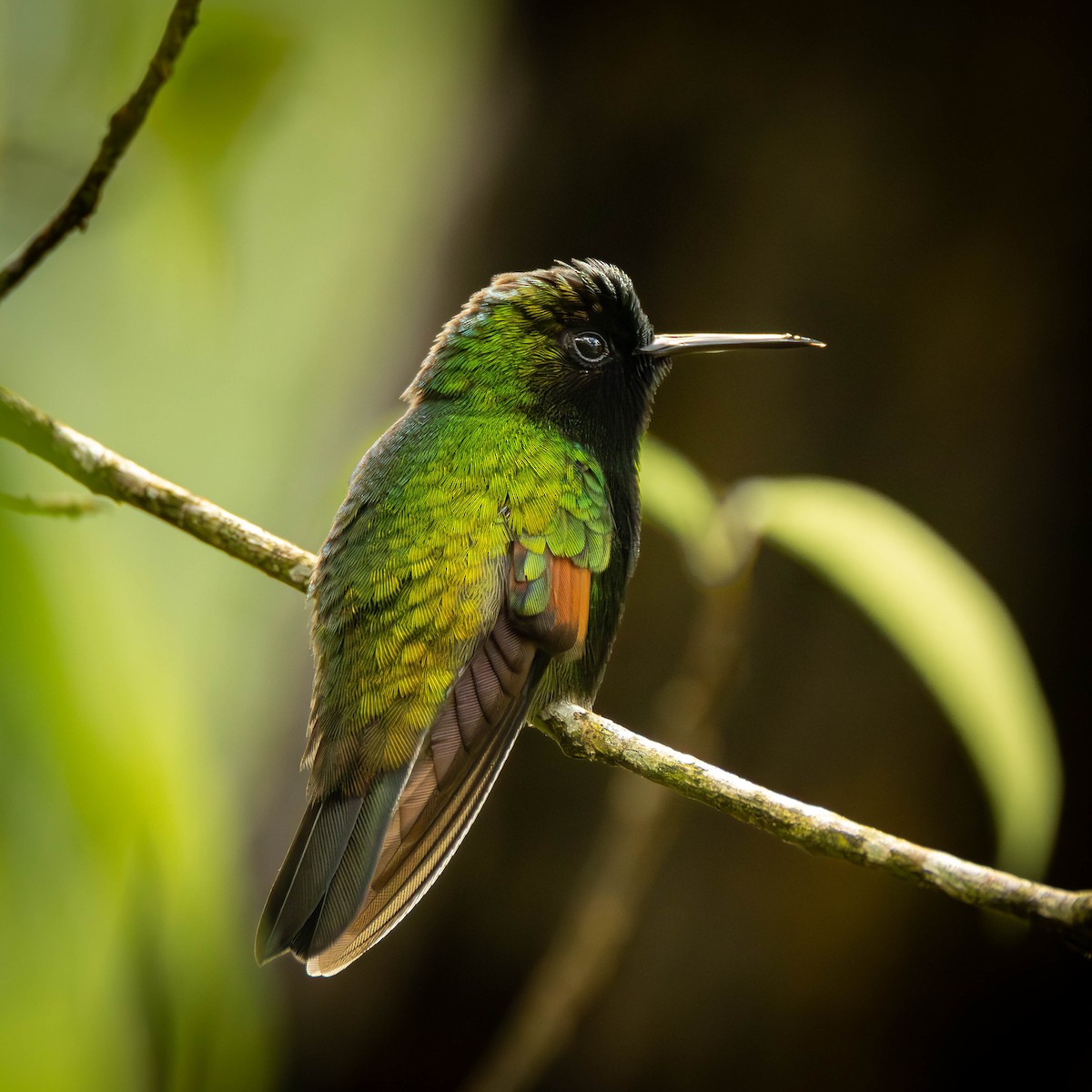 Black-bellied Hummingbird - ML641464874