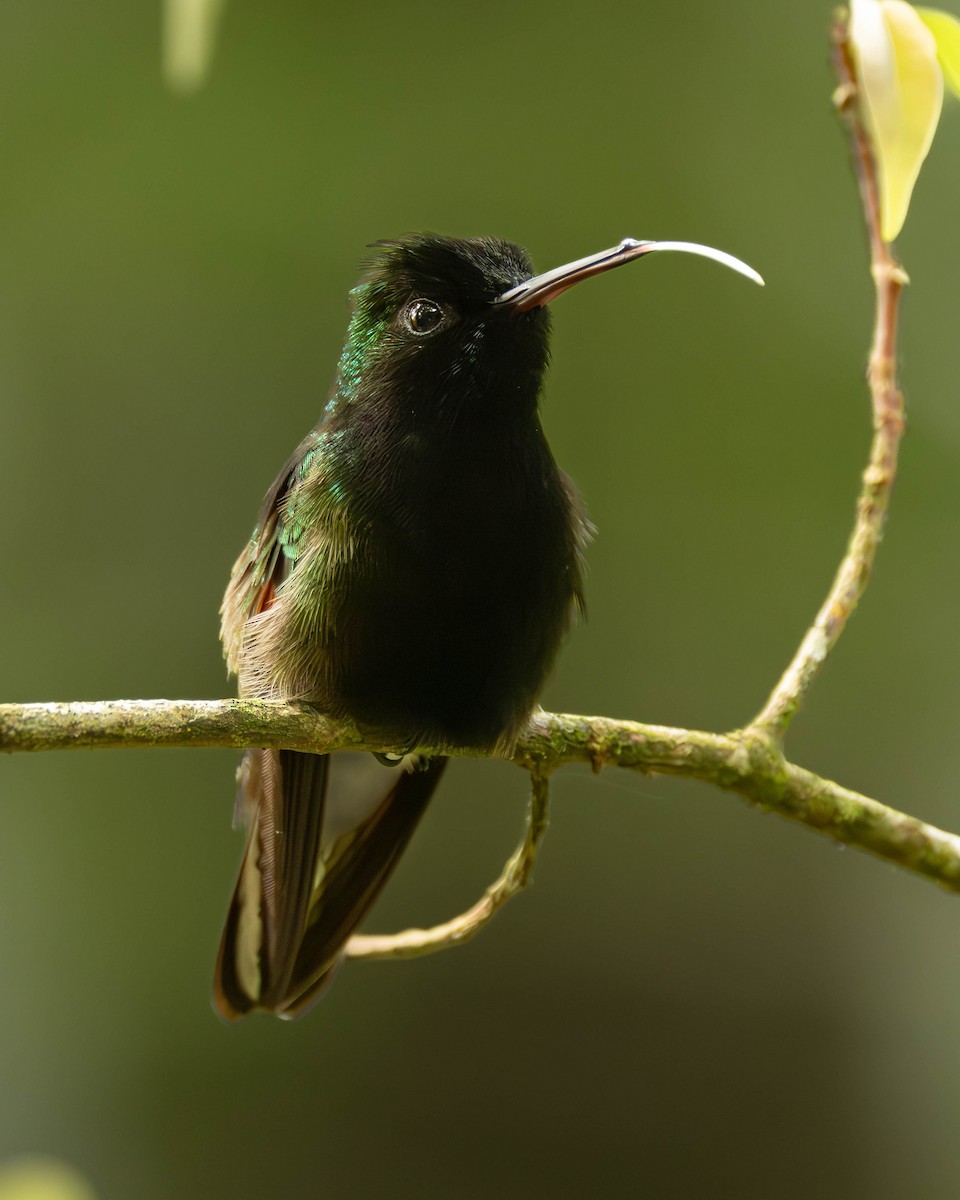 Black-bellied Hummingbird - ML641464876