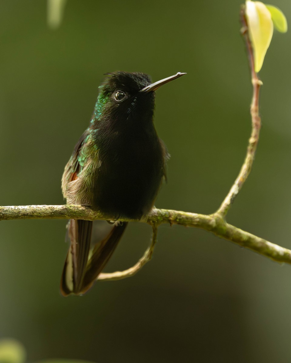 Black-bellied Hummingbird - ML641464878