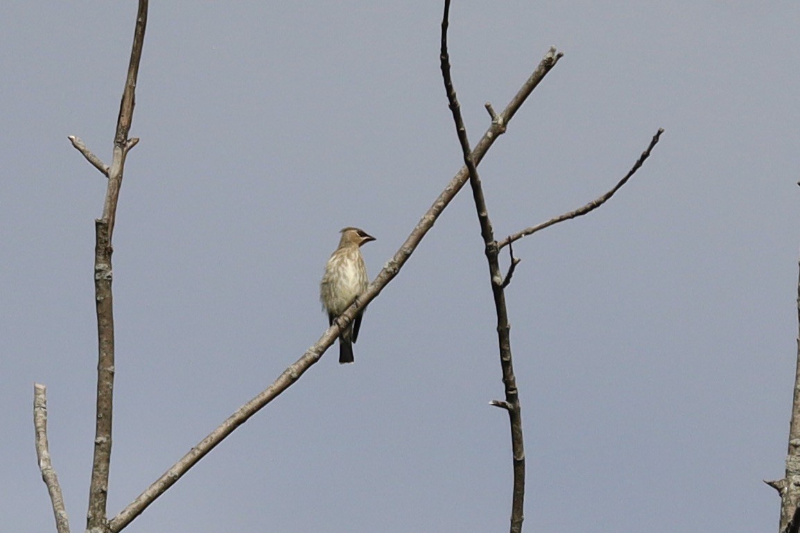 Cedar Waxwing - ML641464890